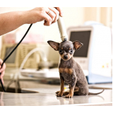 exame de ultrassonografia para cães marcar Morro Grande