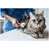 hospital para cães e gatos perto de mim endereço Vila Guilherme