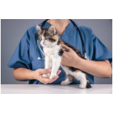 hospital para cães e gatos Tatuapé
