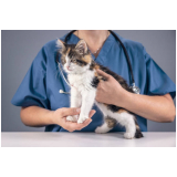 hospital veterinário cão e gato endereço Morros