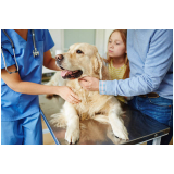 internação clinica veterinaria clínica Jaraguá