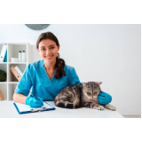 internação de cães e gatos consultório Bela Vista