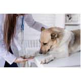 internação emergencial para animais contato Jardim Álamo