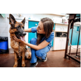 internação para cães e gatos contato Parque Santo Antônio