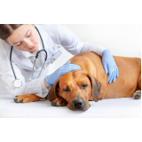internação para cães e gatos Santana
