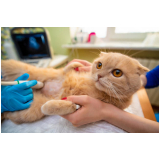 internação para gatos clínica Cabuçu de Cima
