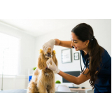 limpeza de dente canino agendar Freguesia do Ó