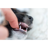 limpeza de dente canino marcar Vila Maria