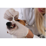 limpeza de dente canino Vila Hulda