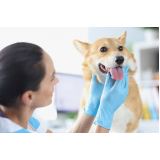 Limpeza Dentária em Cães