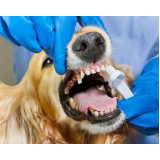 Limpeza Periodontal em Cães