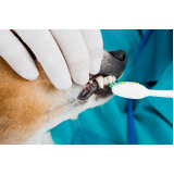 limpeza dentária canina marcar Recreio São Jorge