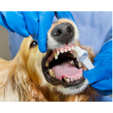 limpeza dentária canina Anhanguera