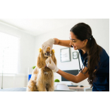 limpeza dentária em cães agendar Vila Rosália