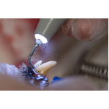 limpeza periodontal em cães marcar Diadema