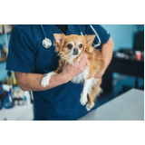 medicamento veterinários para cães comprar Vila União