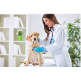 neurologista de cachorro endereço Paraventi