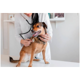 neurologista para cachorro contato Itapegica