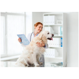 neurologista veterinário próximo endereço Porto da Igreja