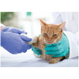 oftalmologista para gatos Torres Tibagy