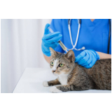 onde aplicar vacina v4 gato Jardim Oliveira,