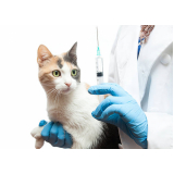 onde aplicar vacina v4 para gato Maia