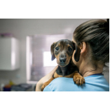 onde encontrar internação para cachorros Parque Continental