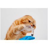 onde encontrar vacina v8 para gatos Itapegica