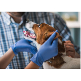 onde faz aplicação de vacina antipulga e carrapato para cachorro Barra Funda