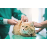 onde faz aplicação de vacina para fungos em gatos Morro Grande