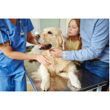 onde faz consulta para cachorro Avenida Tiradentes