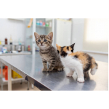 onde faz consulta veterinária de gatos Itaquaquecetuba