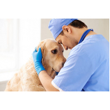 onde faz consulta veterinária para animais Aeroporto