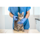 onde faz consulta veterinária para gato Bosque Maia