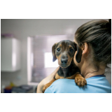 onde faz internação clinica veterinaria Centro