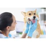 onde faz limpeza dentária canina Itaim