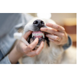 onde faz limpeza periodontal em cães Bosque Maia