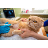 onde fazer cirurgia para gatos Vila Medeiros