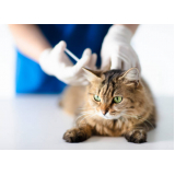 onde marcar consulta veterinária de gatos Jardim Leda