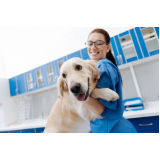 onde marcar consulta veterinária para animais de estimação Parque Cecats