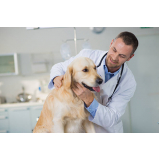 onde marcar consulta veterinária para animais Cocaia