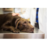 onde marcar consulta veterinária para cachorro Bom Clima
