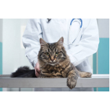 onde marcar consulta veterinária para gatos Itapegica