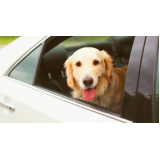onde tem táxi para cães São Domingos