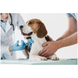 onde tem vacina antipulgas para gatos e cachorros Aeroporto