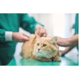 onde tem vacina antirrábica para gato Parque Continental