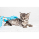 onde tem vacina de raiva gato Brasilândia