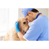 onde tem veterinário de cachorro Jardim Oliveira,