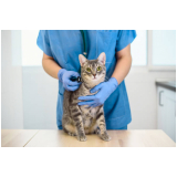 onde tem veterinário especialista em gatos Vila Alzira