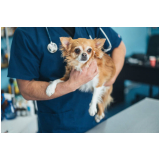 onde tem veterinário próximo de mim Tanque Grande
